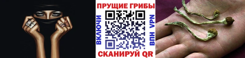 купить наркотики цена  Городовиковск  ссылка на мегу зеркало  Псилоцибиновые грибы прущие грибы 